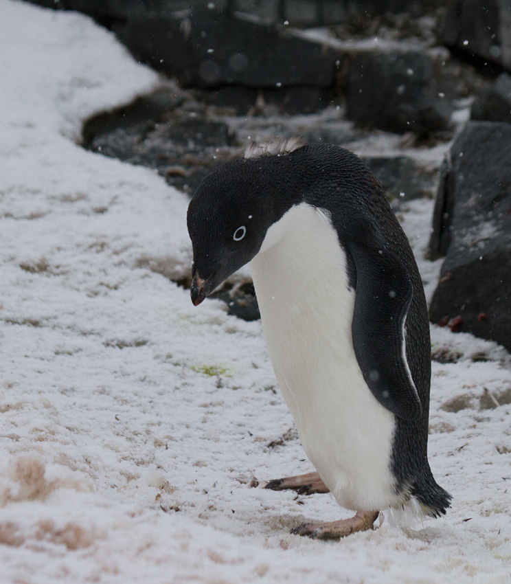 Adelie-Penguin-bending-IMG_2174-Peterman-Island-11-March-2011.jpg