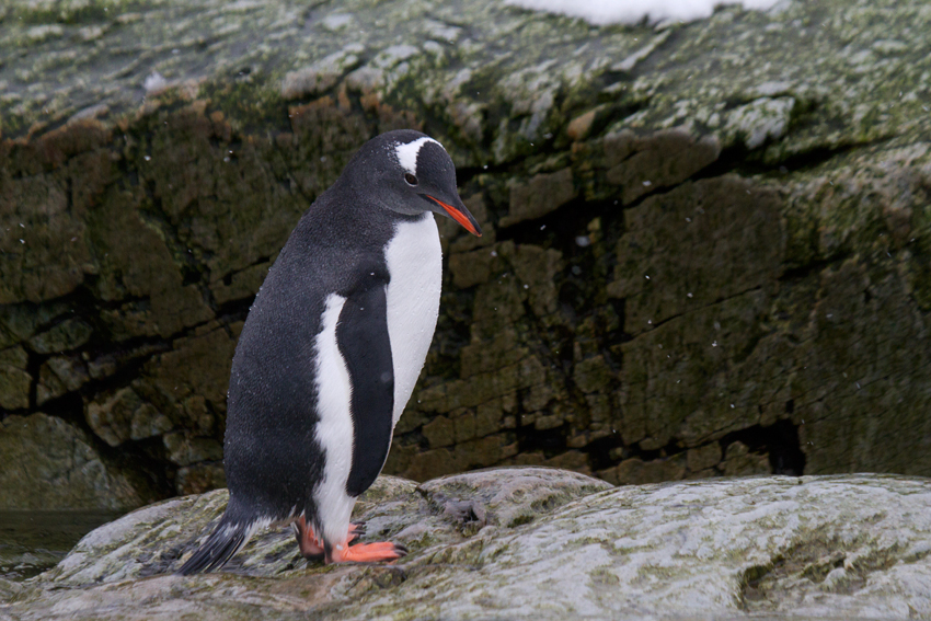 Gentoo-Portraint-Peterman-Island-area-IMG_2834-11-March-2011.jpg