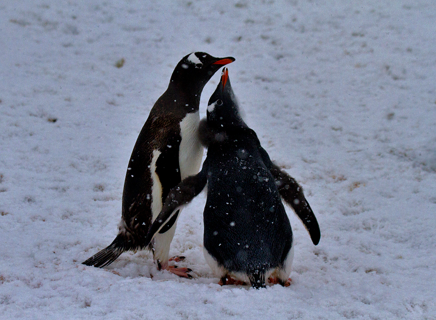 Gentoo-Penguins-IMG_2618-Peterman-Island-11-March-2011.jpg