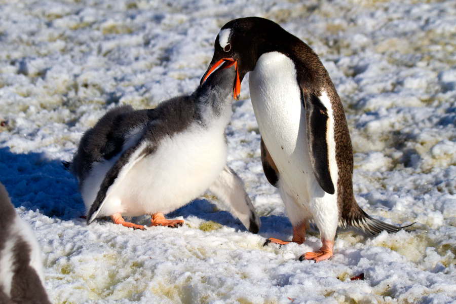 Gentoo-and-begging-chick-IMG_4110-Port-Lockroy-12-March-2011.jpg