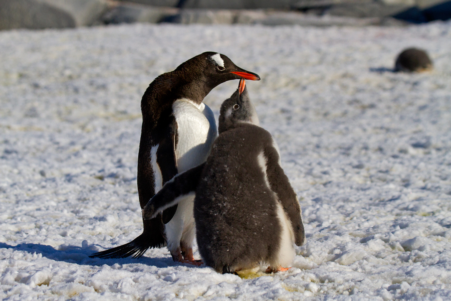 Gentoo-adult-and-begging-chick-IMG_4065-Port-Lockroy-area-12-March-2011.jpg