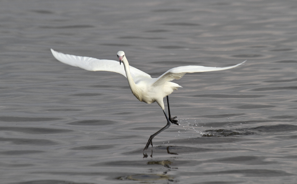 Reddish Egret