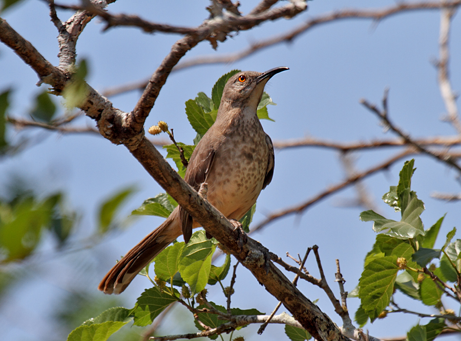 Curve-billed Thrasher