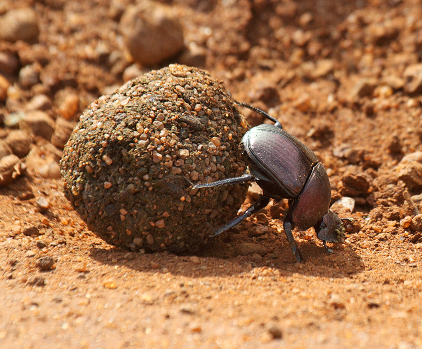 Dung beetle sp.Scarabaeidae sp.(Kenya)