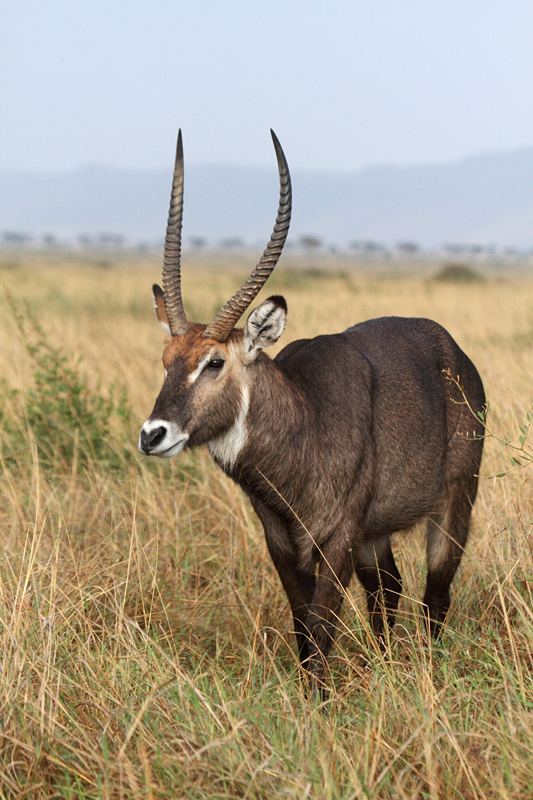 Waterbuck (Kobus ellipsiprymnus)