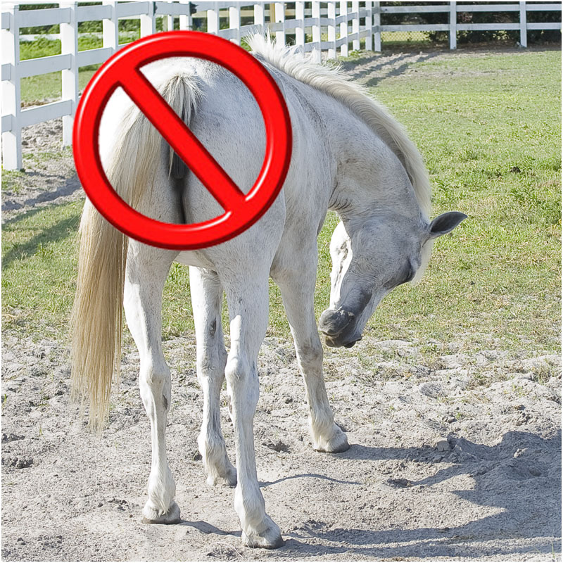 Puns-Dont Be A Horses Ass-Cooper.jpg