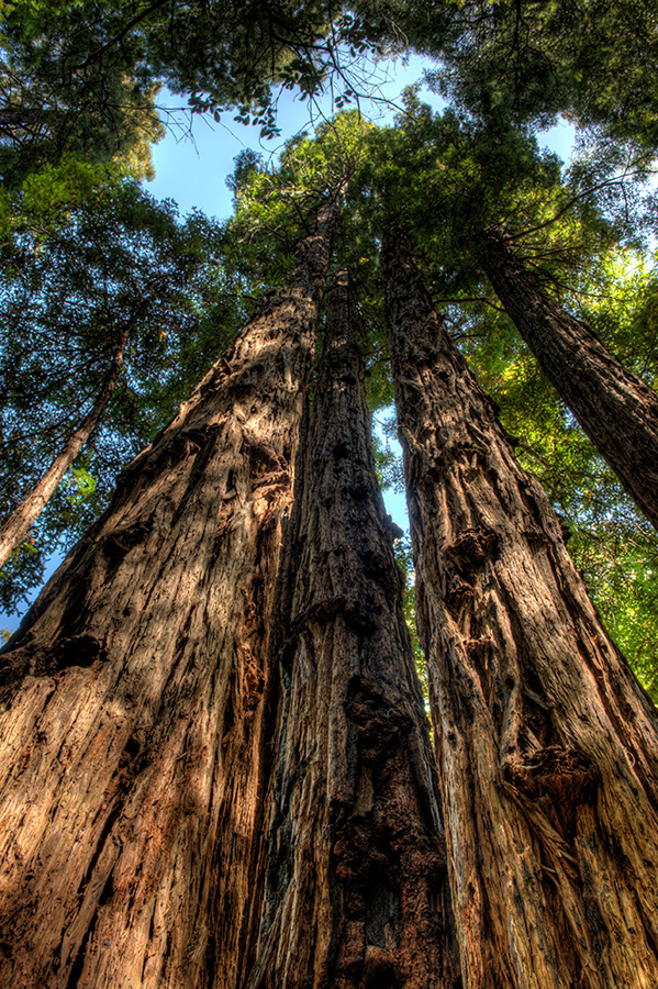 Redwoods