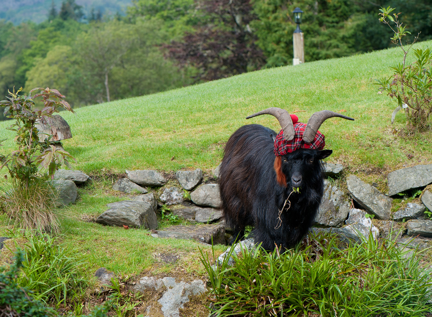 Gerald the Altskeith Goat