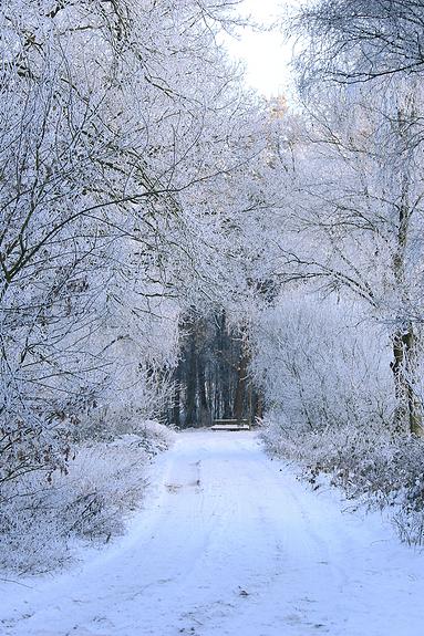 liereman-2009-01-09_008.jpg