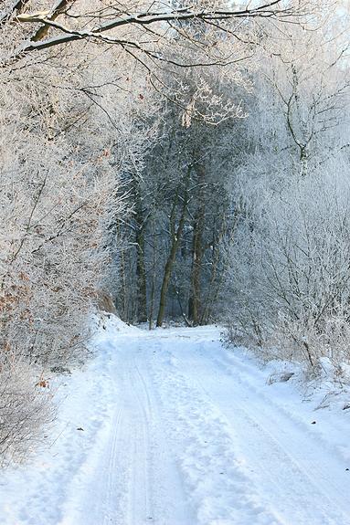 liereman-2009-01-09_015.jpg