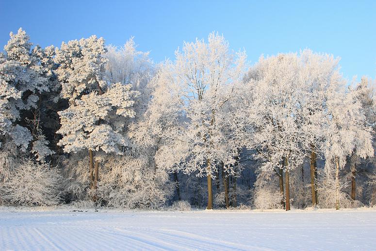 liereman-2009-01-09_030.jpg