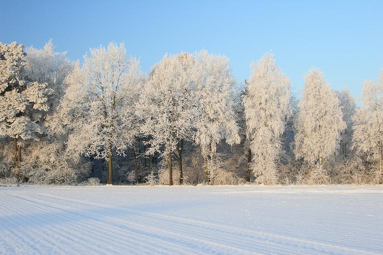 liereman-2009-01-09_033.jpg