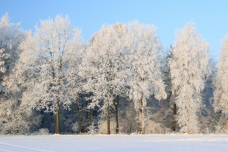 liereman-2009-01-09_034.jpg