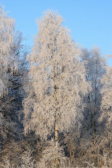 liereman-2009-01-09_035.jpg