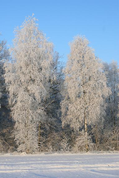 liereman-2009-01-09_036.jpg