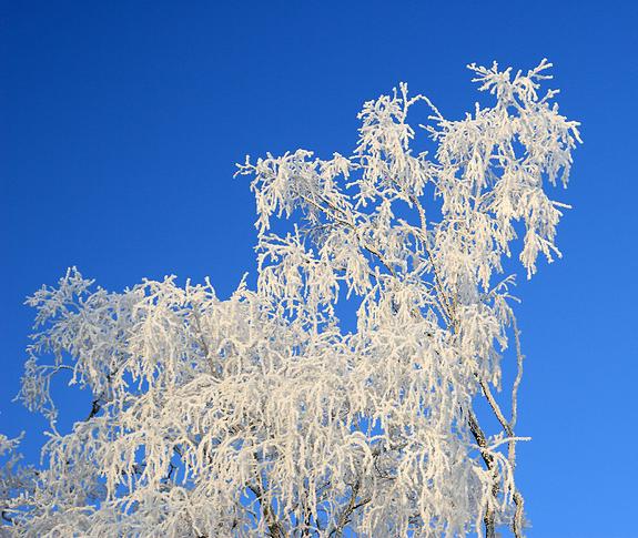 liereman-2009-01-09_057.jpg