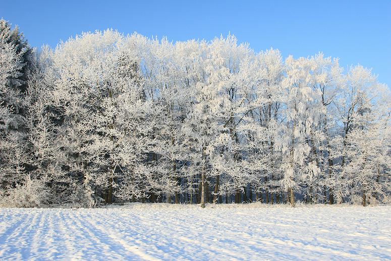 liereman-2009-01-09_063.jpg