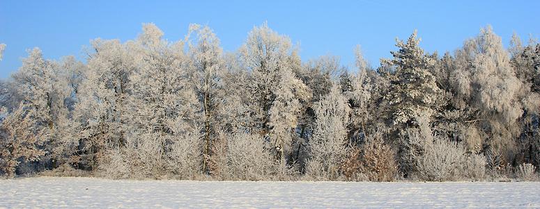liereman-2009-01-09_065.jpg