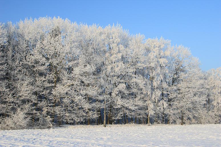 liereman-2009-01-09_066.jpg