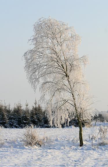 liereman-2009-01-09_084.jpg