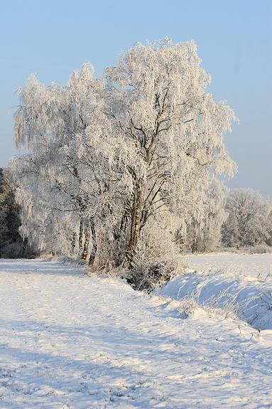 liereman-2009-01-09_088.jpg