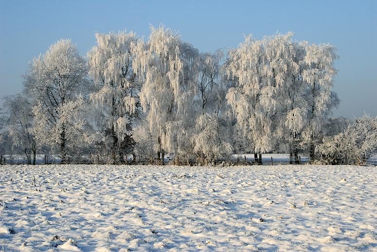 liereman-2009-01-09_094.jpg