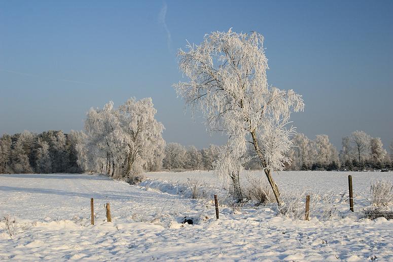 liereman-2009-01-09_095.jpg