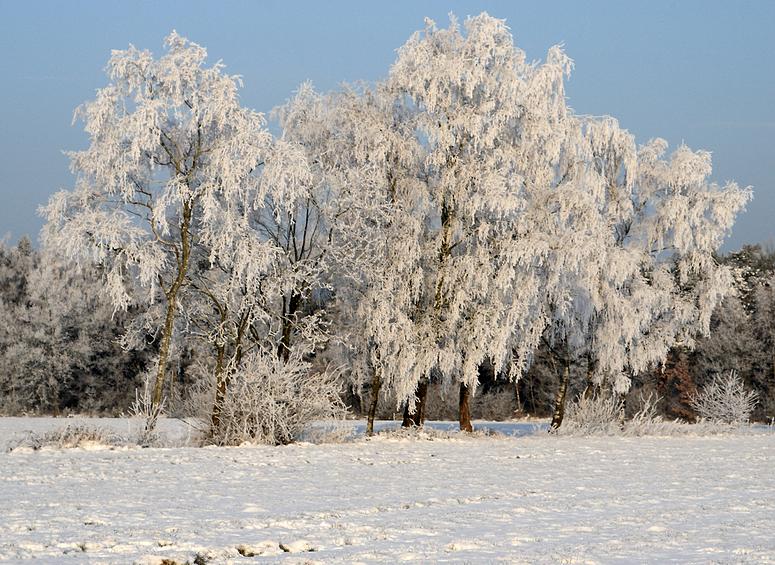 liereman-2009-01-09_098.jpg