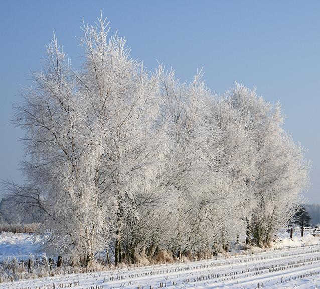 liereman-2009-01-09_100.jpg
