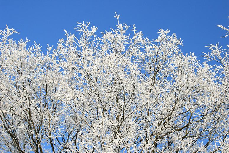 liereman-2009-01-09_111.jpg