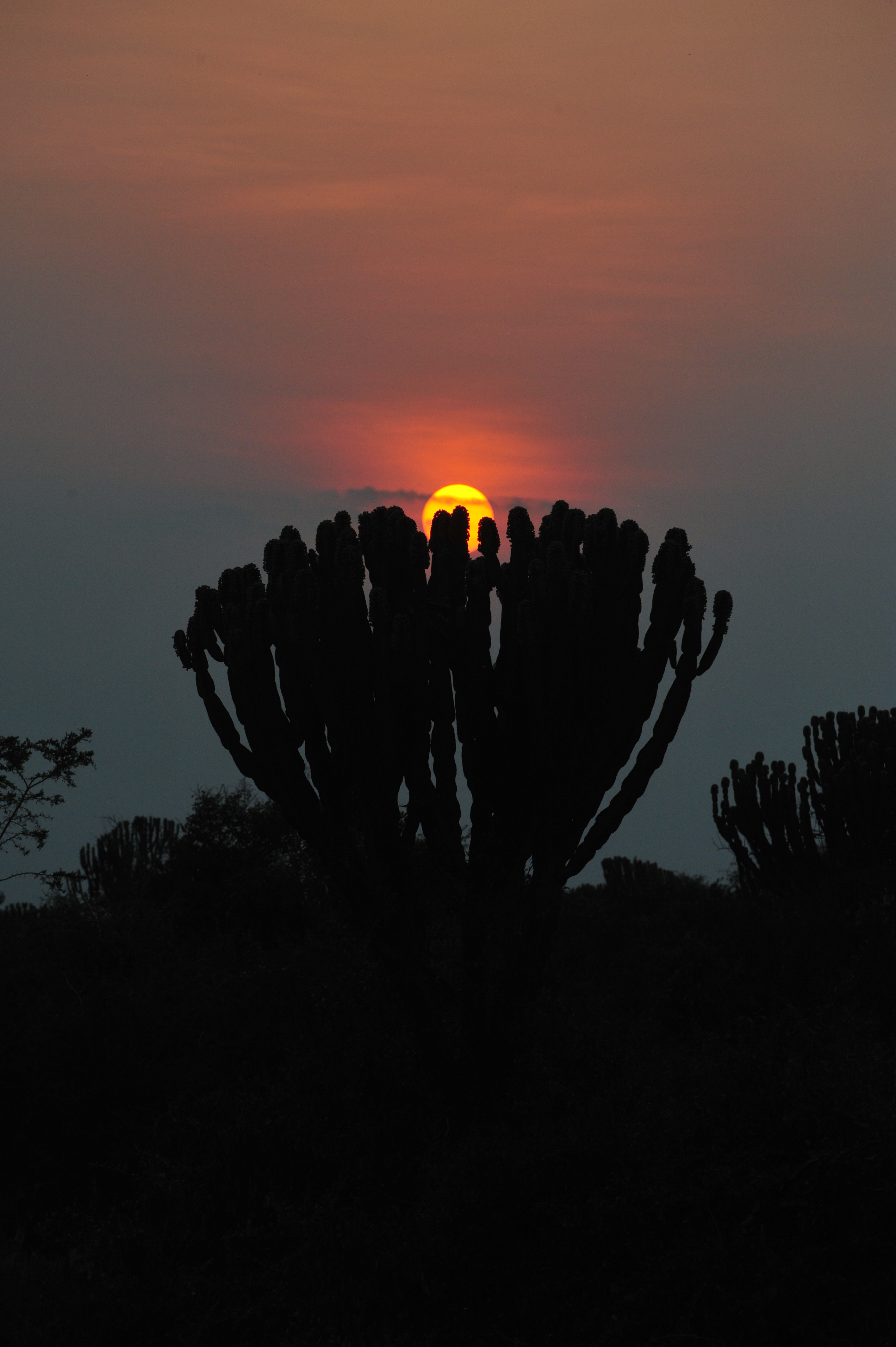 Euphorbia at Sunset