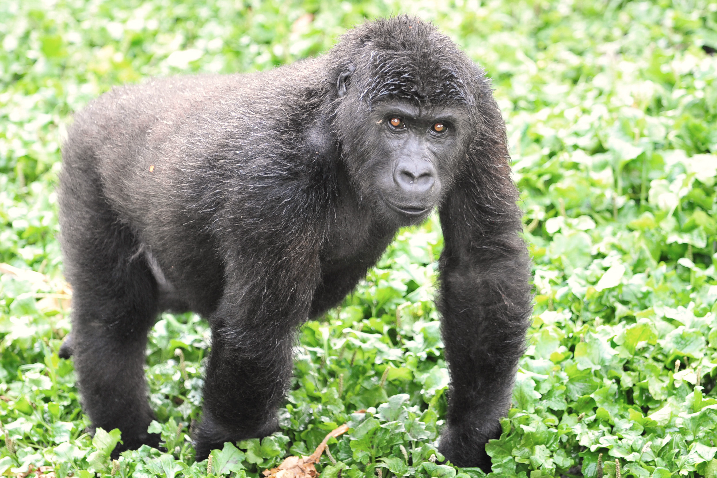 Grauers Gorilla Orphan 2011