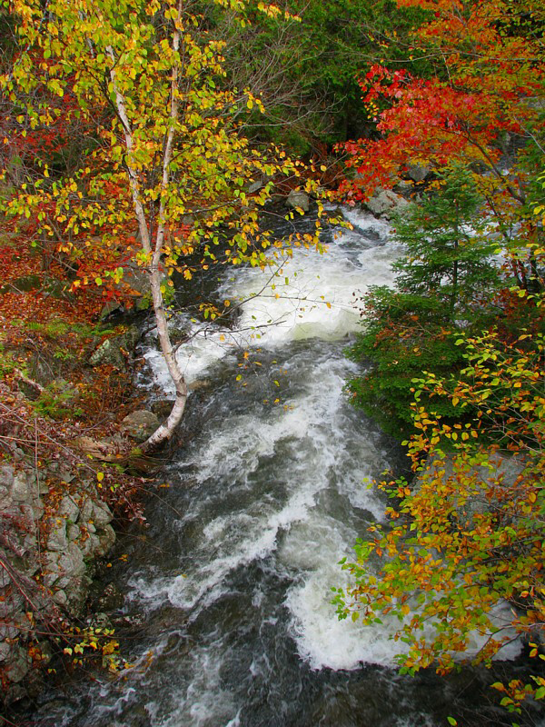 le ruisseau se faufilant entre l'automne