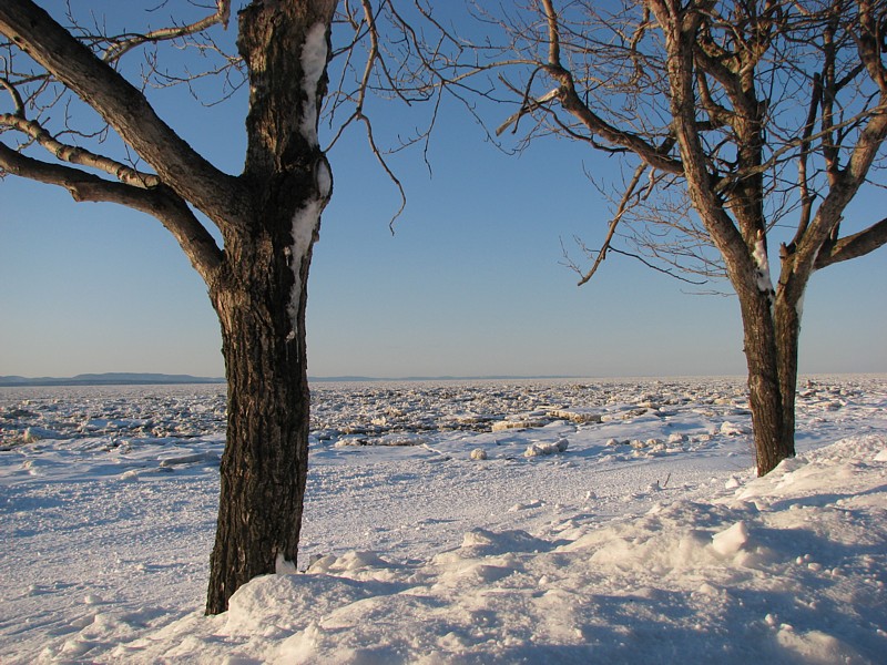 Saint-Laurent glac entre deux arbres