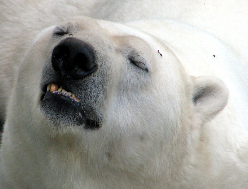les dents de l'ours blanc plein de mouches