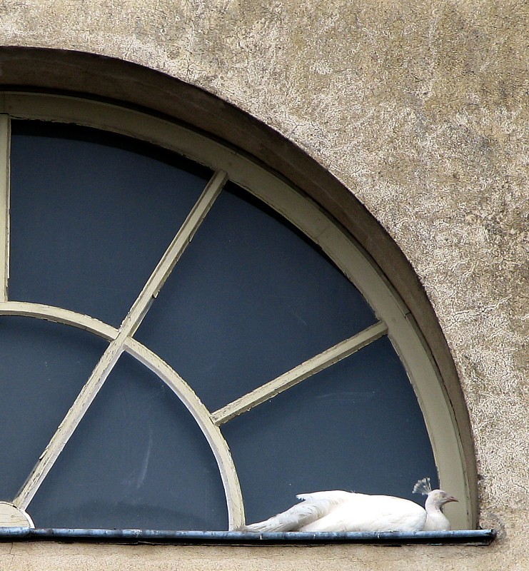 Le paon blanc de la fenêtre