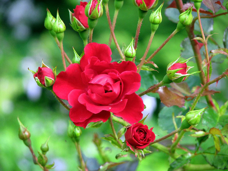 roses rouges de Mtis