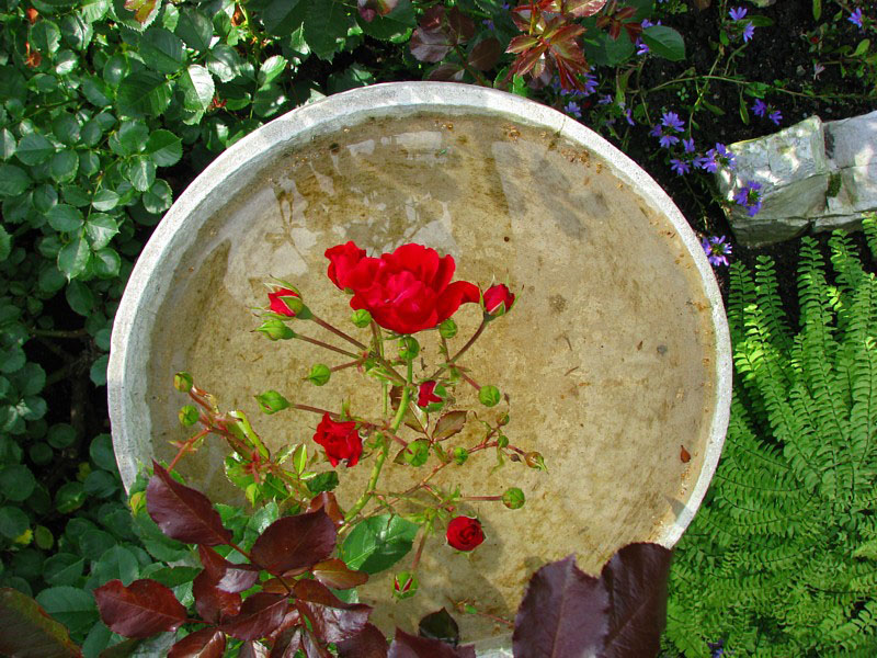 rose rouge sur fontaine