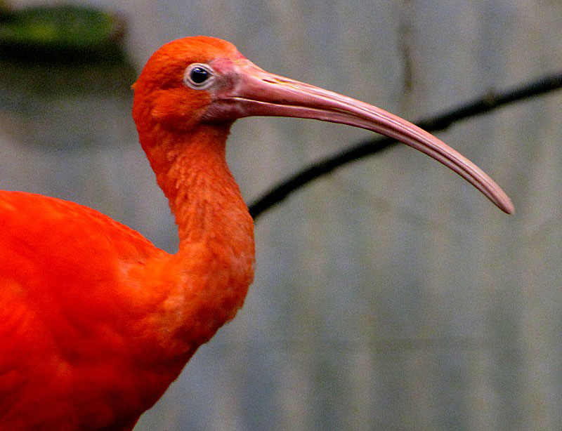 close-up de Ibis