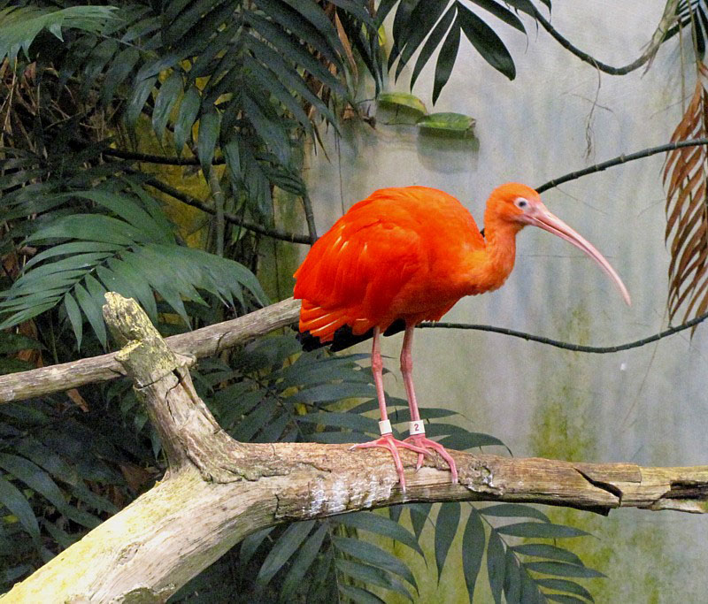 l'ibis rouge