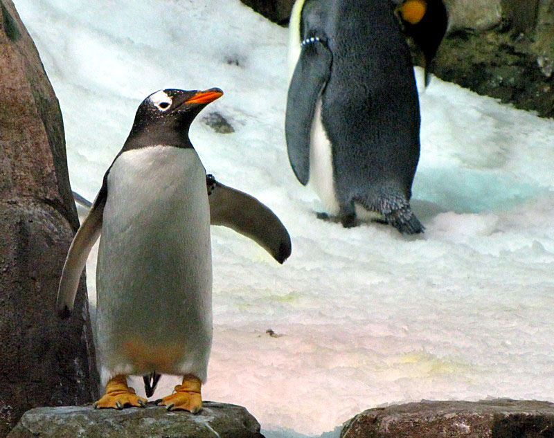 petit pingouin