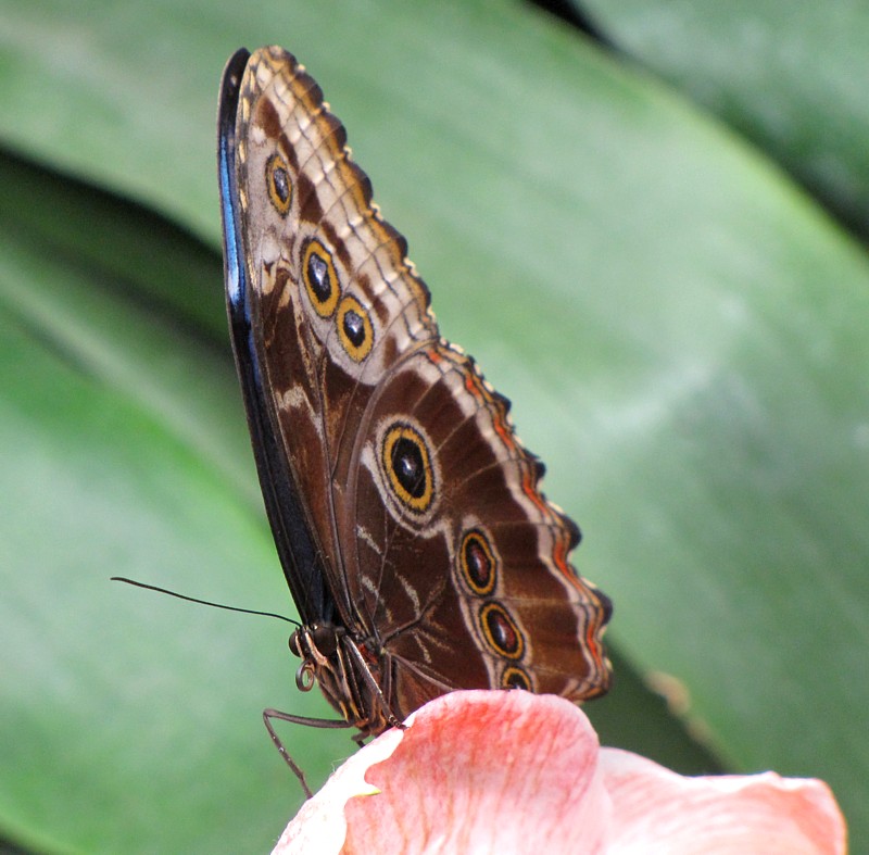 Morpho  l'affut