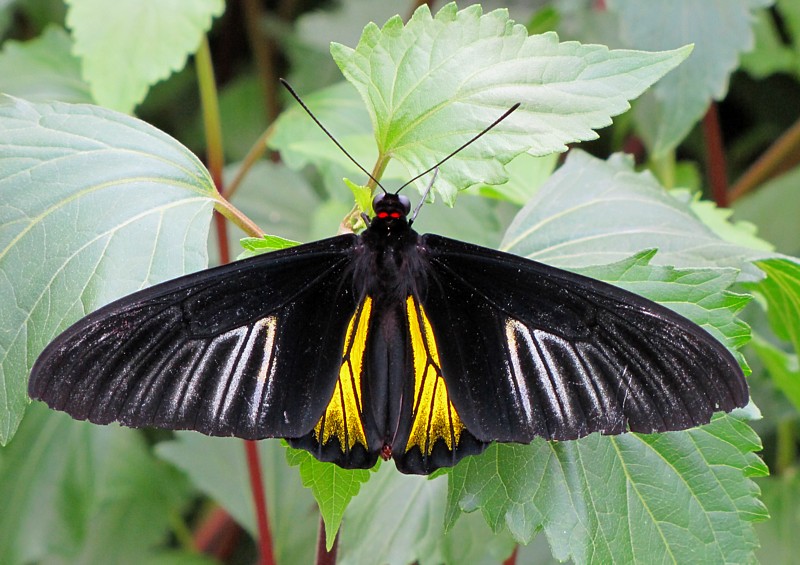 papillon jaune et noir