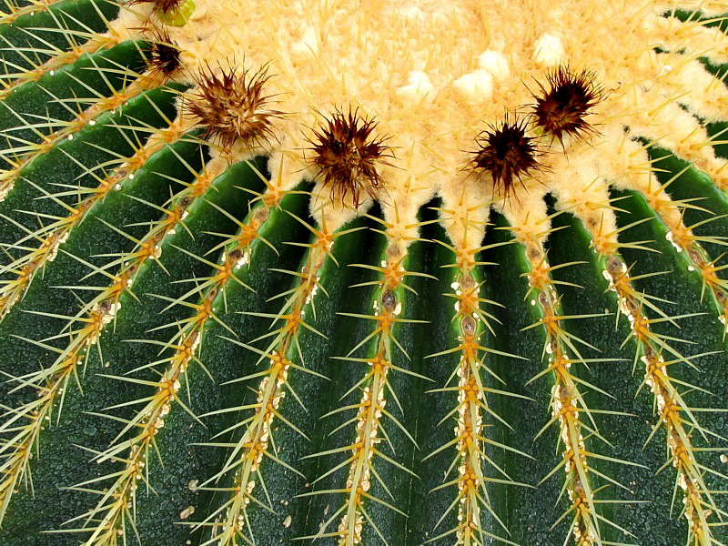 pouf de cactus