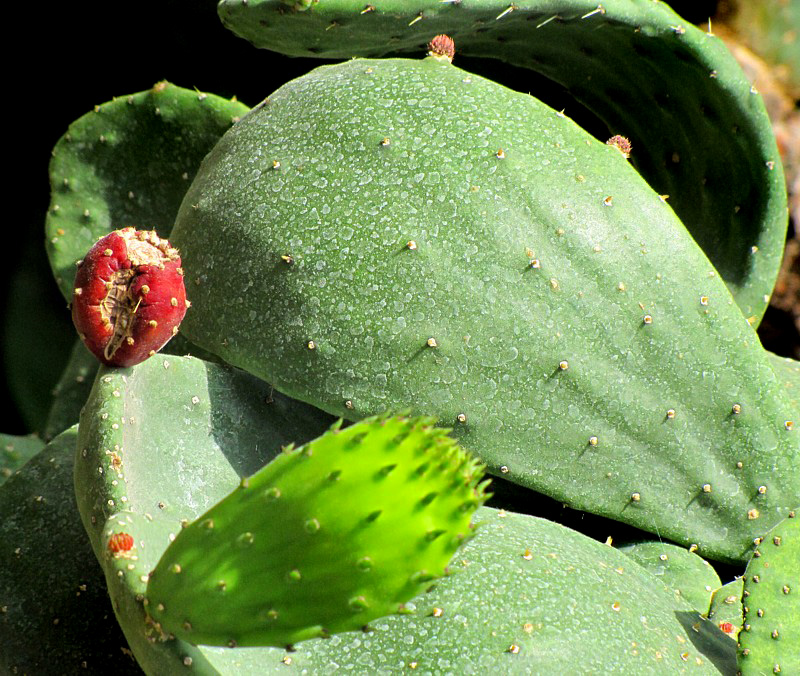 cactus oreille de lapin
