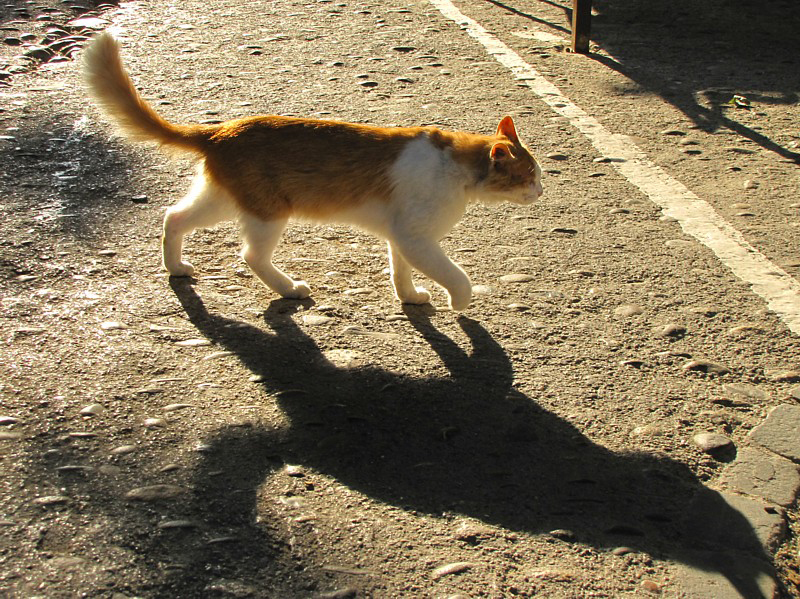 Chat de ruelle