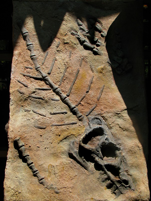 faux fossile