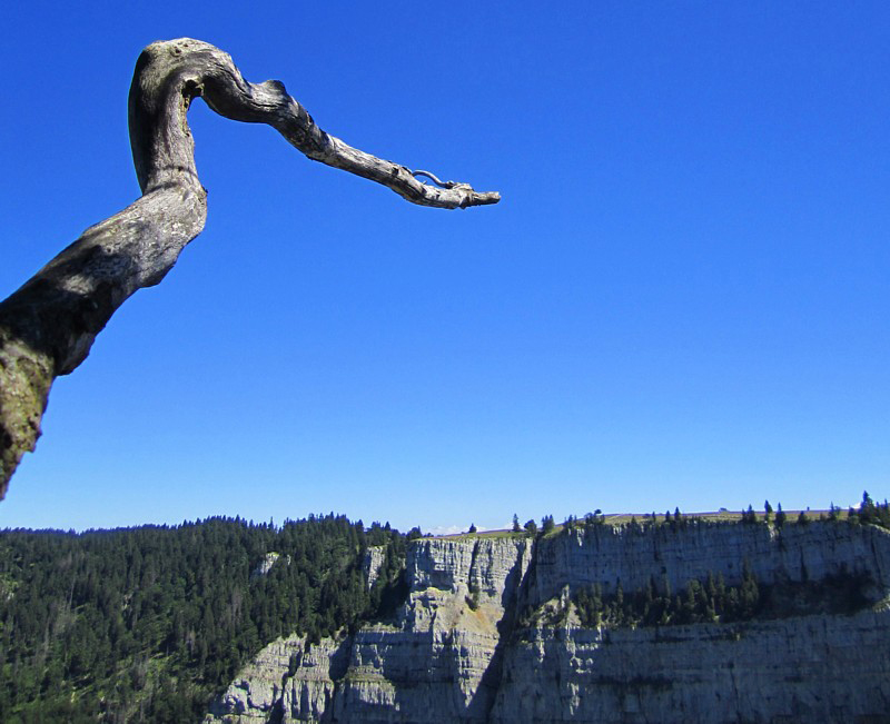 L'arbre tordu, creux du van