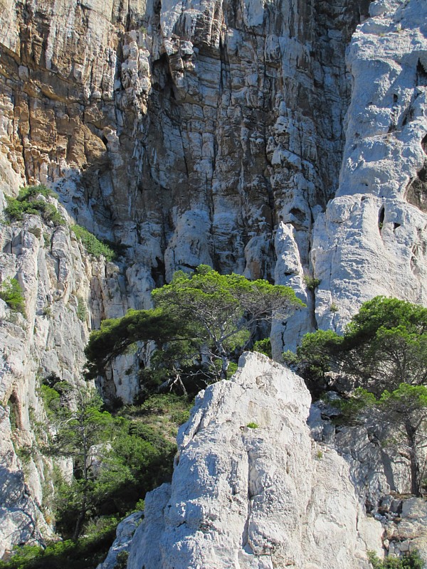 falaise et conifres