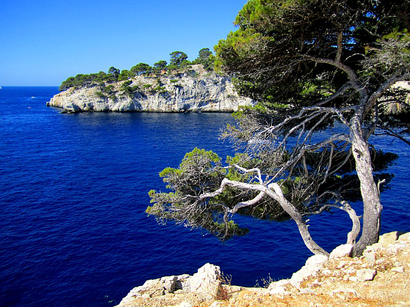 les pins de Port-Miou